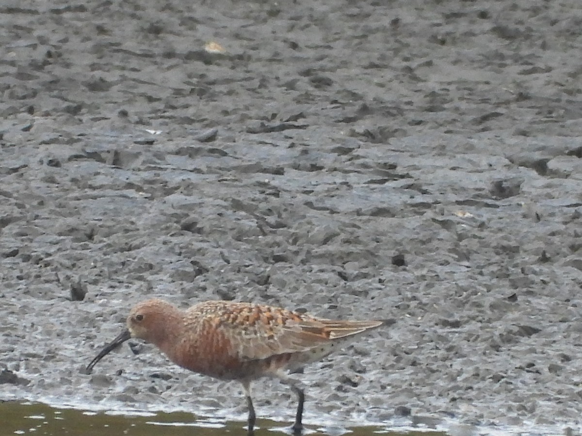 Curlew Sandpiper - ML637586878