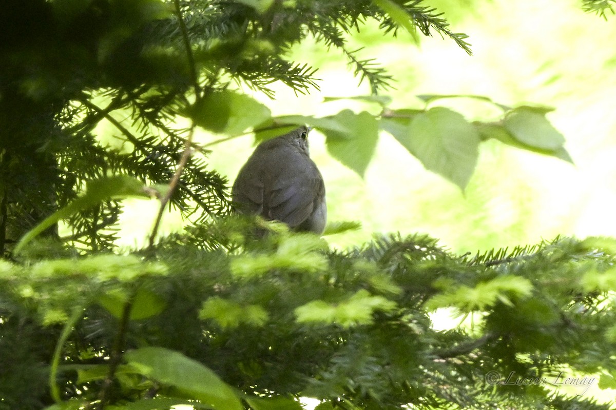 Swainson's Thrush - ML637586880