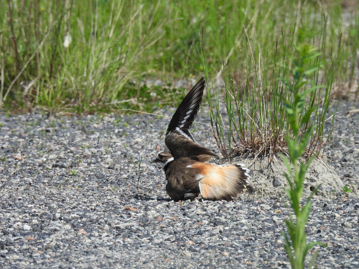 Killdeer - ML637586883