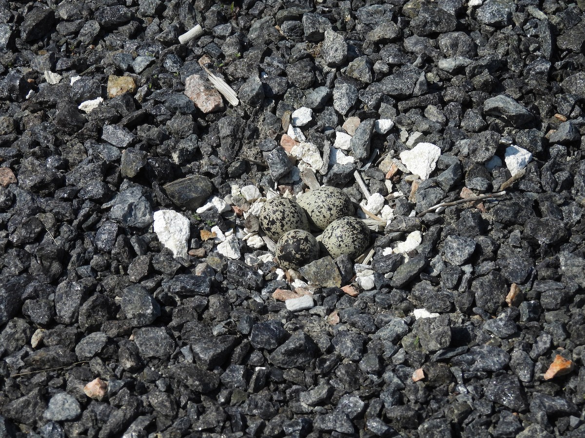 Killdeer - ML637586899