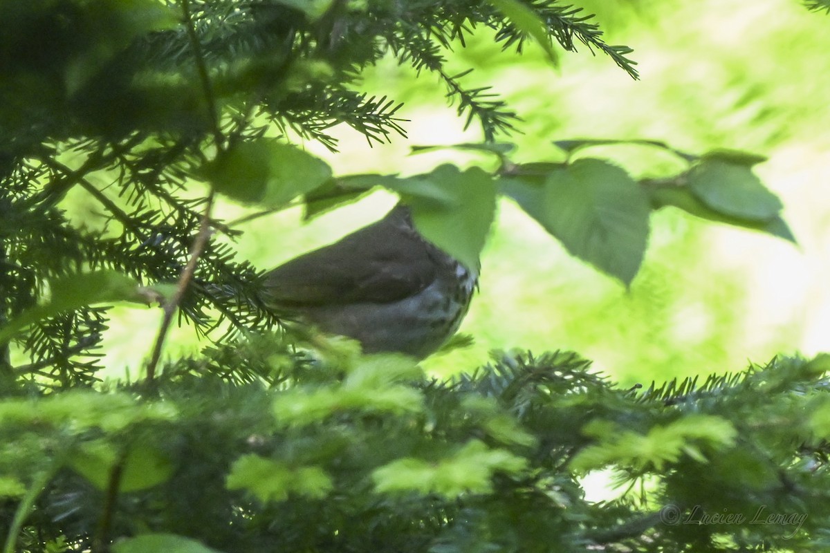 Swainson's Thrush - ML637586906