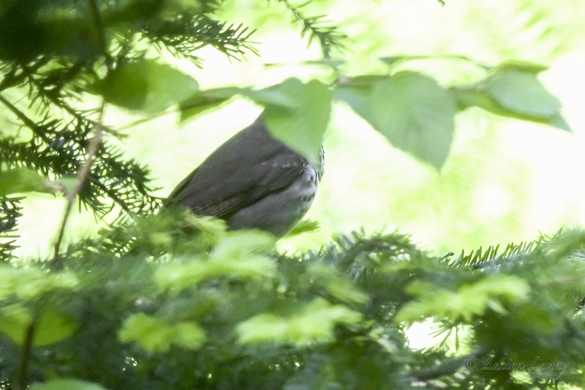 Swainson's Thrush - ML637586908