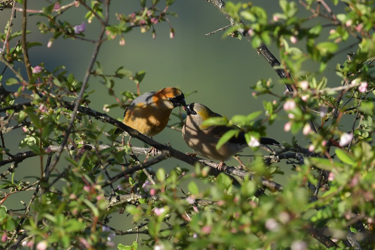 Red-headed Bullfinch - ML637586915