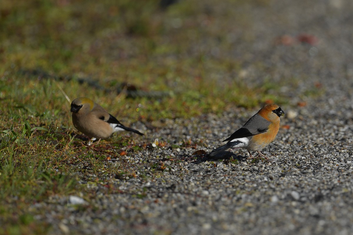Red-headed Bullfinch - ML637586916
