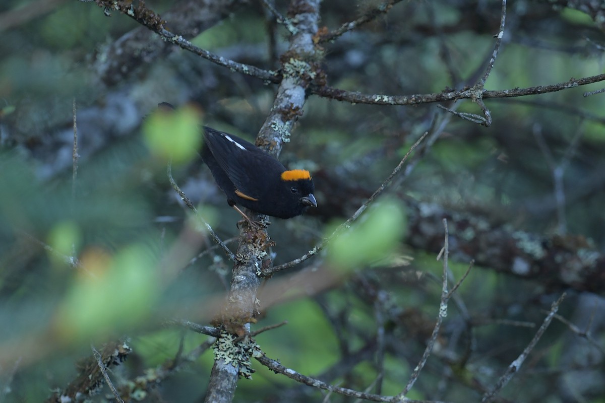 Gold-naped Finch - ML637586929