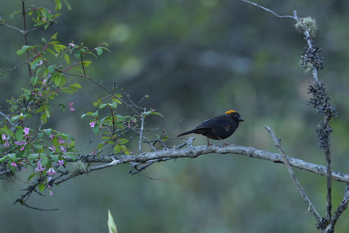 Gold-naped Finch - ML637586930