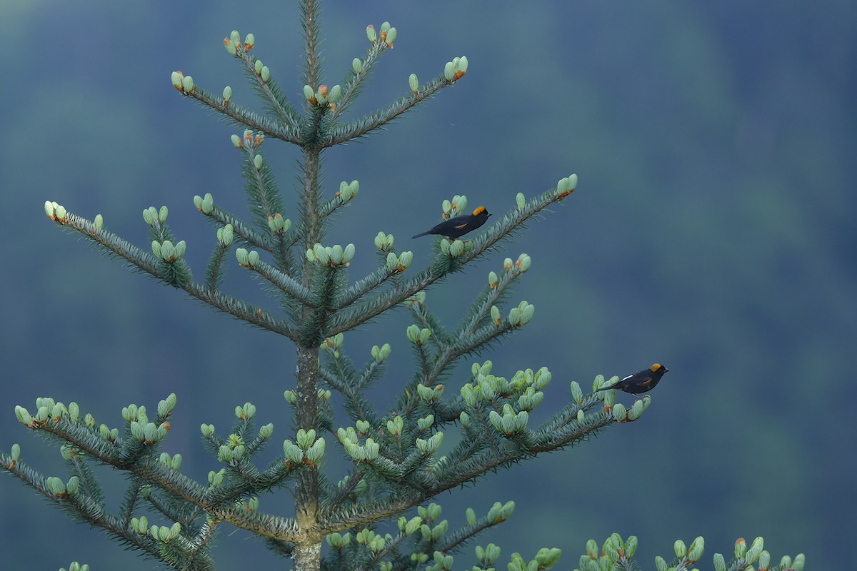 Gold-naped Finch - ML637586931