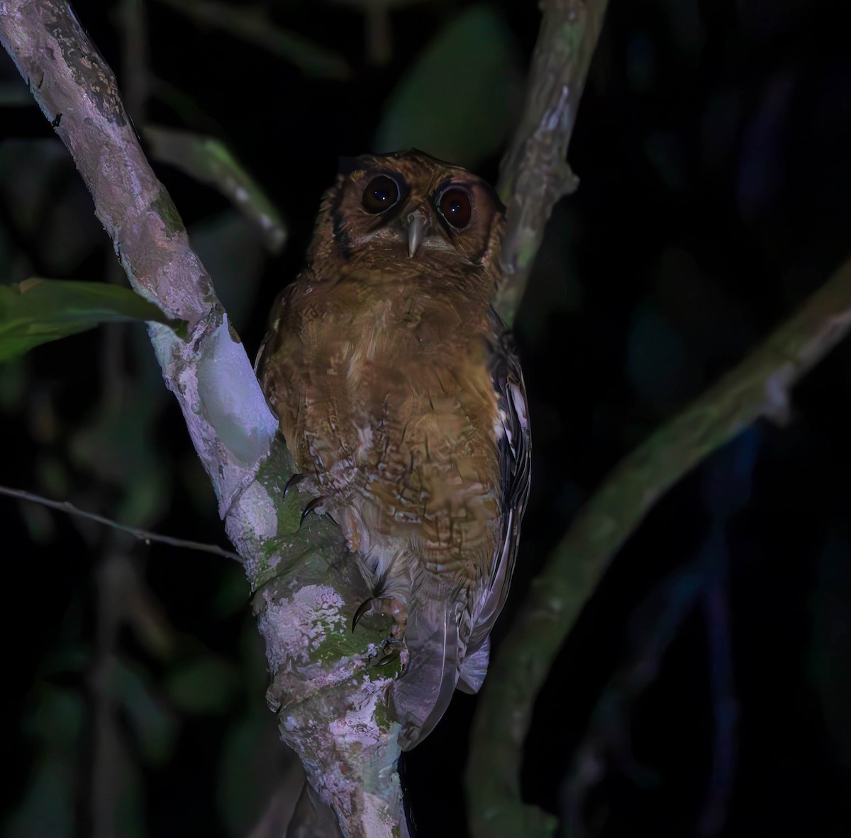 Tawny-bellied Screech-Owl (Austral) - ML637586936
