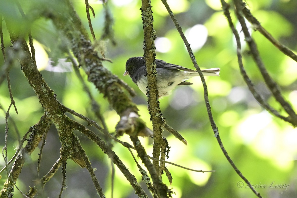 Dark-eyed Junco - ML637586937