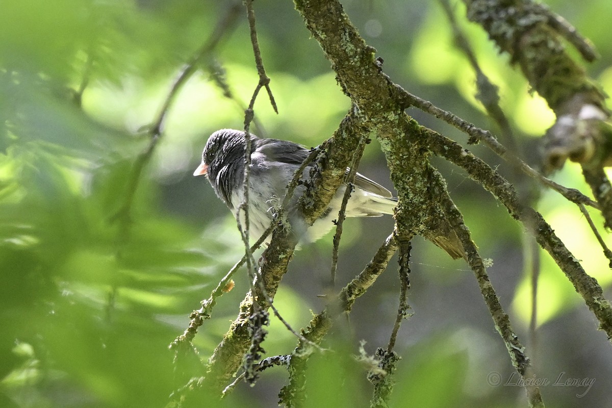 Dark-eyed Junco - ML637586945