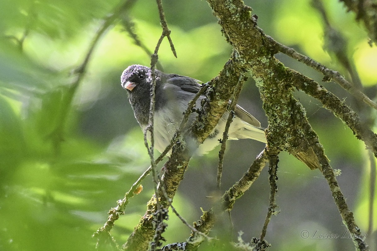 Dark-eyed Junco - ML637586950