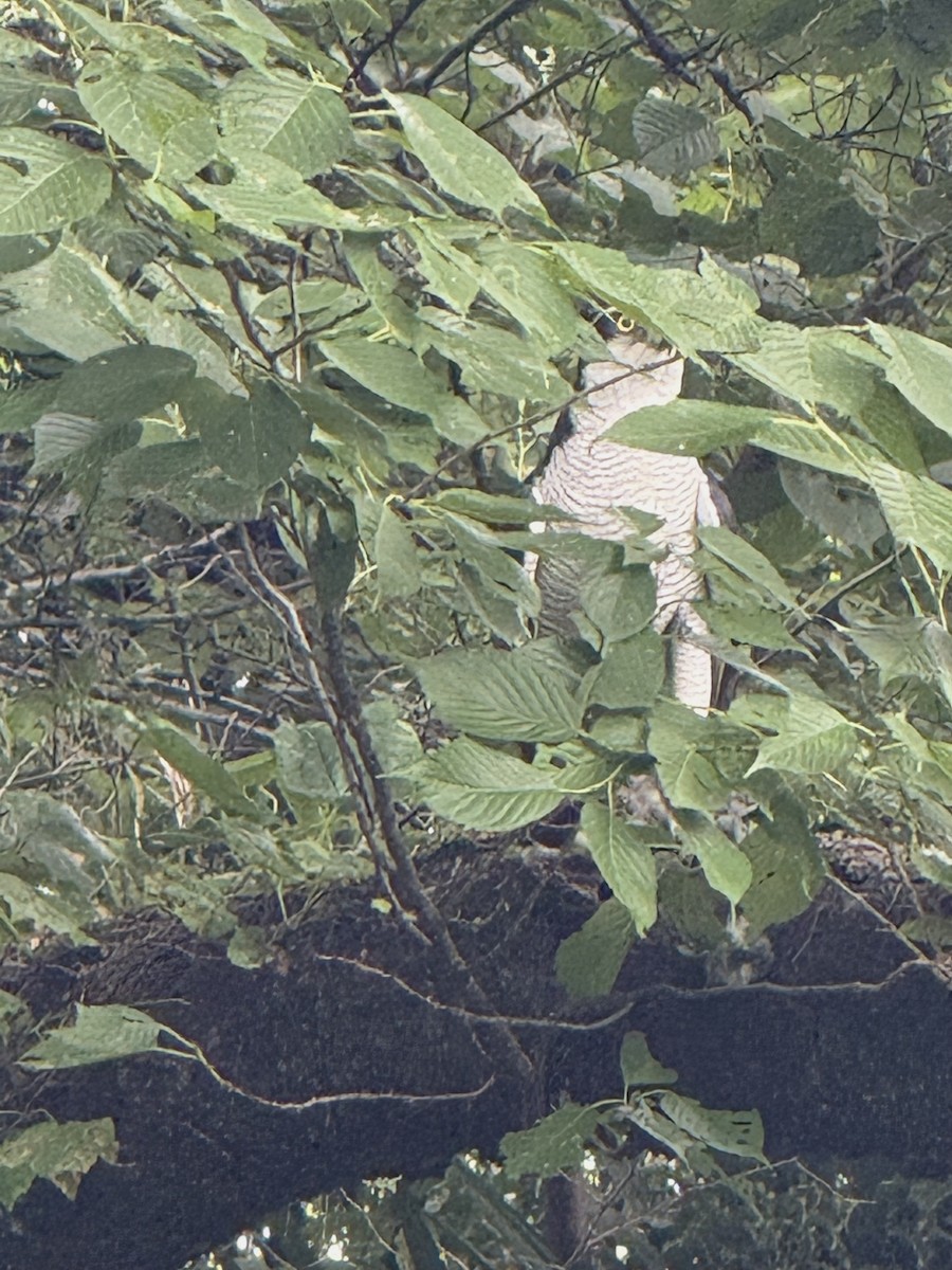 Eurasian Goshawk - ML637586960