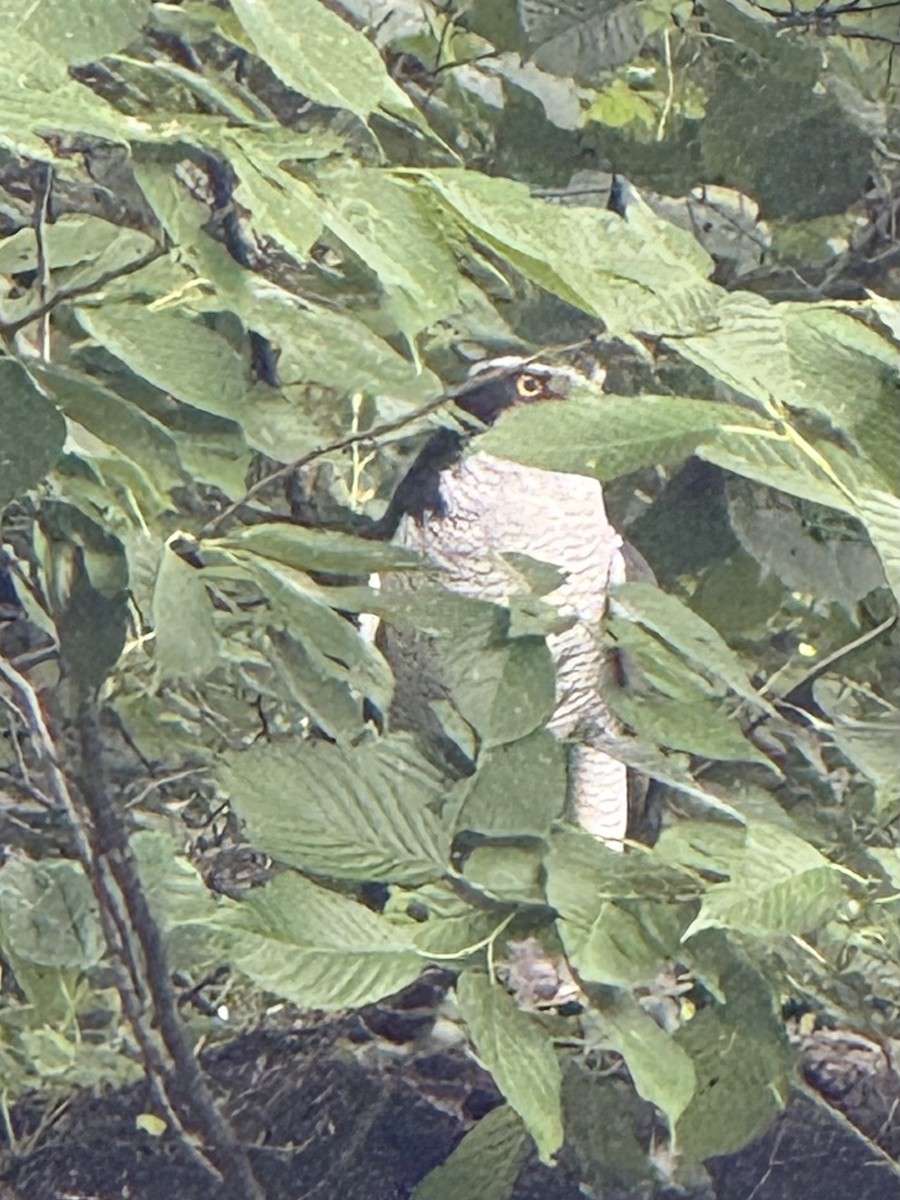 Eurasian Goshawk - ML637586961