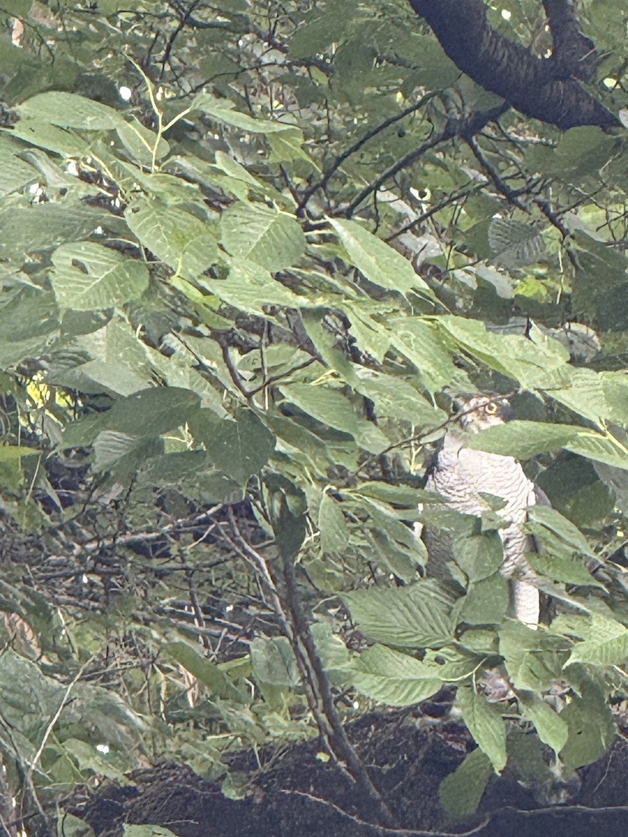 Eurasian Goshawk - ML637586962