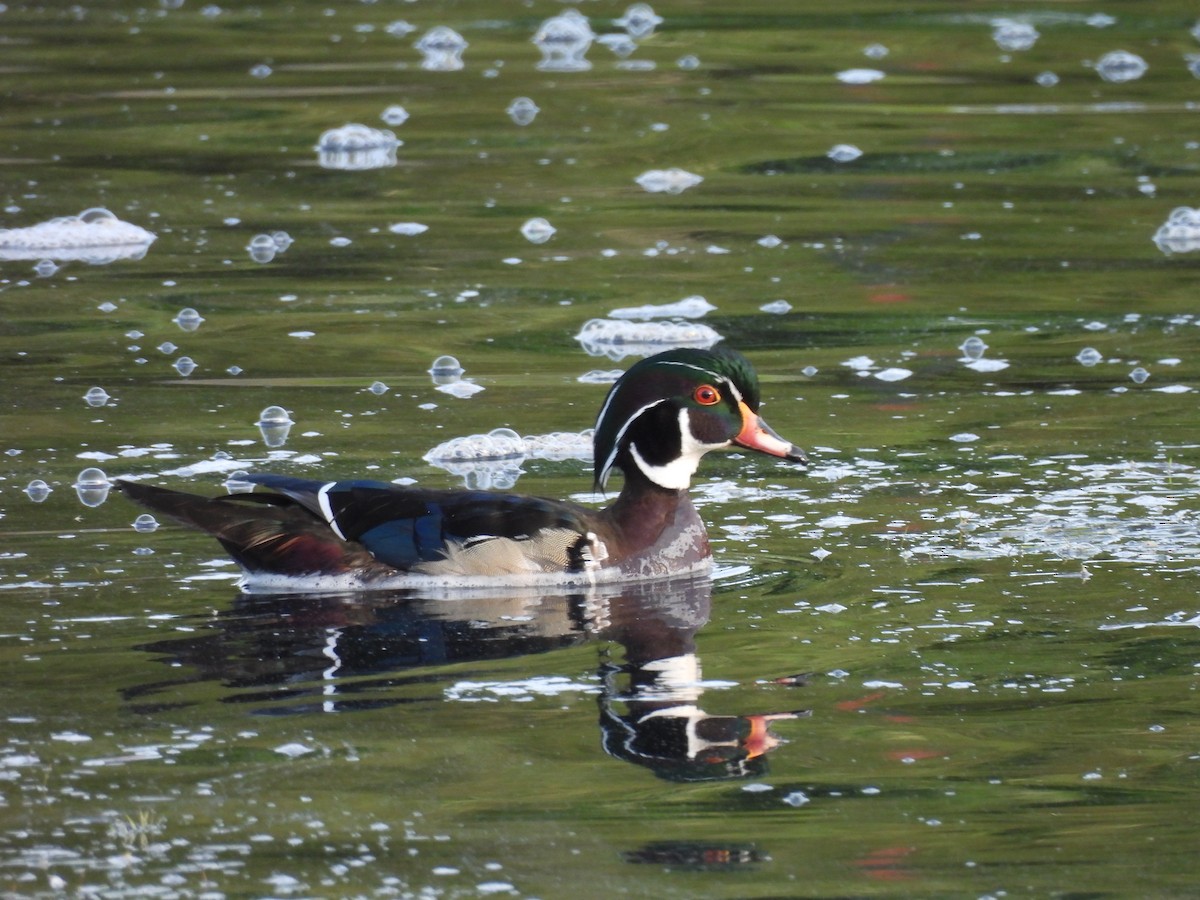 Wood Duck - ML637586972