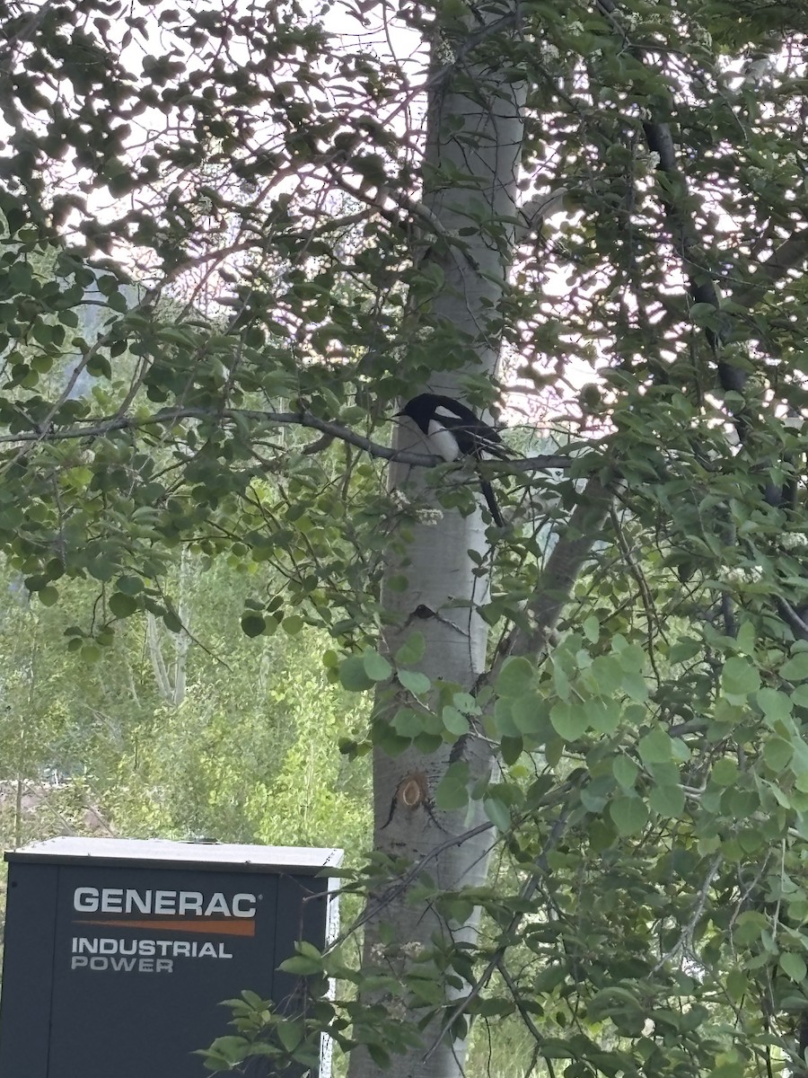 Black-billed Magpie - ML637586979