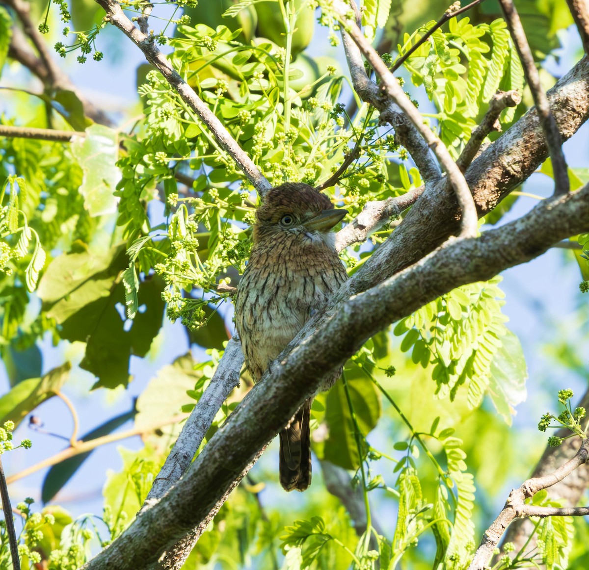 Eastern Striolated-Puffbird (torridus) - ML637586996