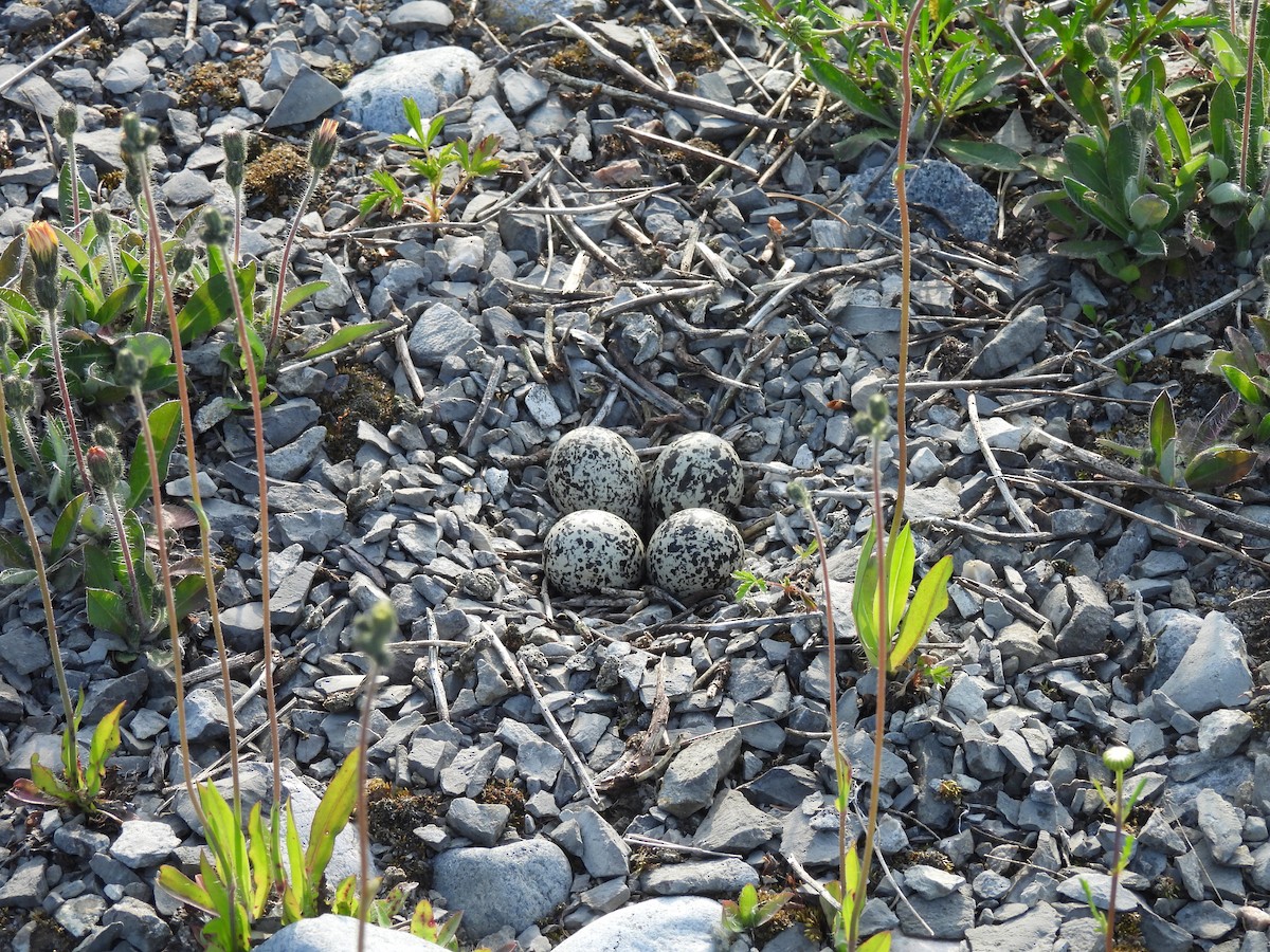 Killdeer - ML637587015