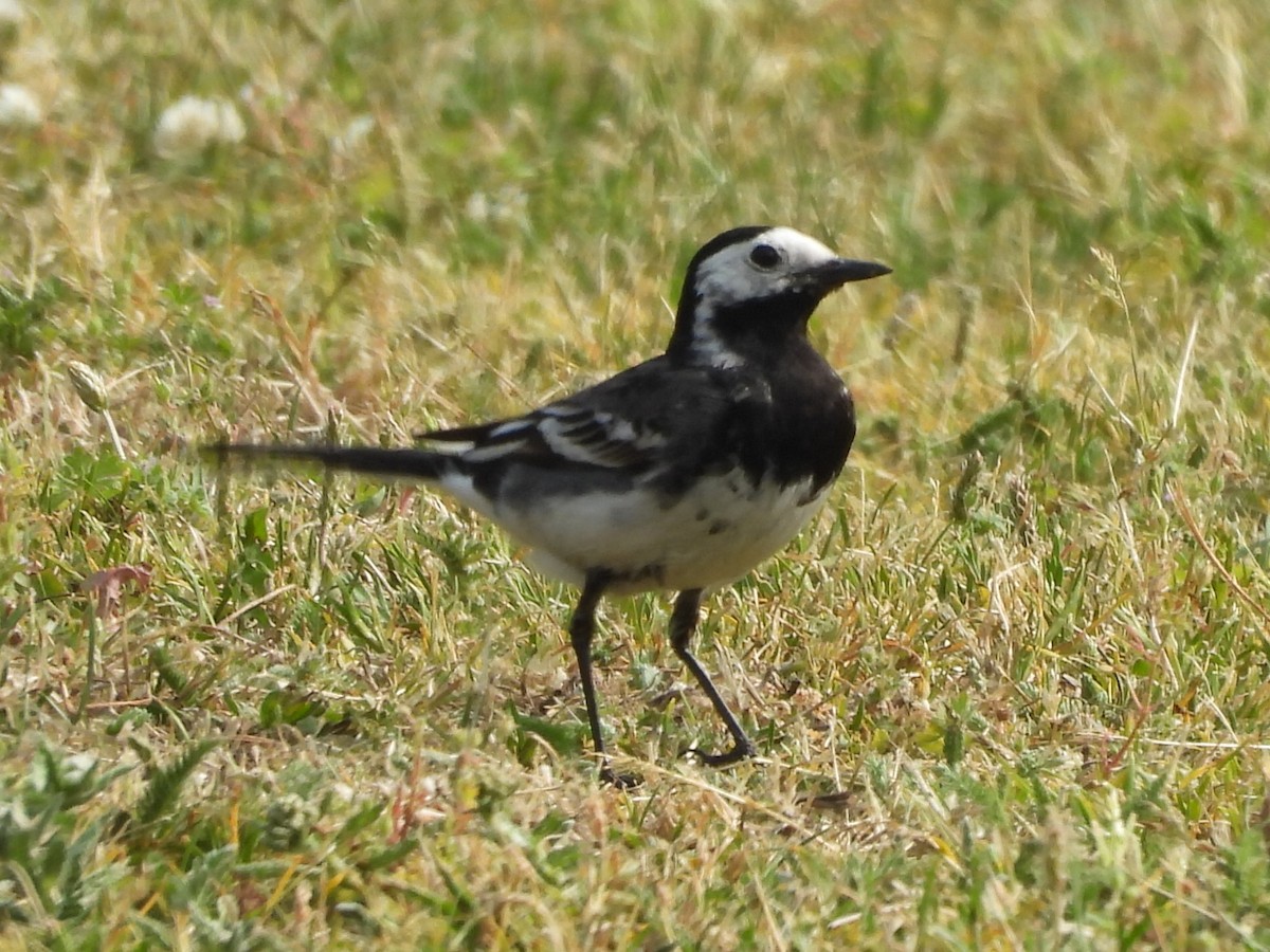 White Wagtail - ML637587016