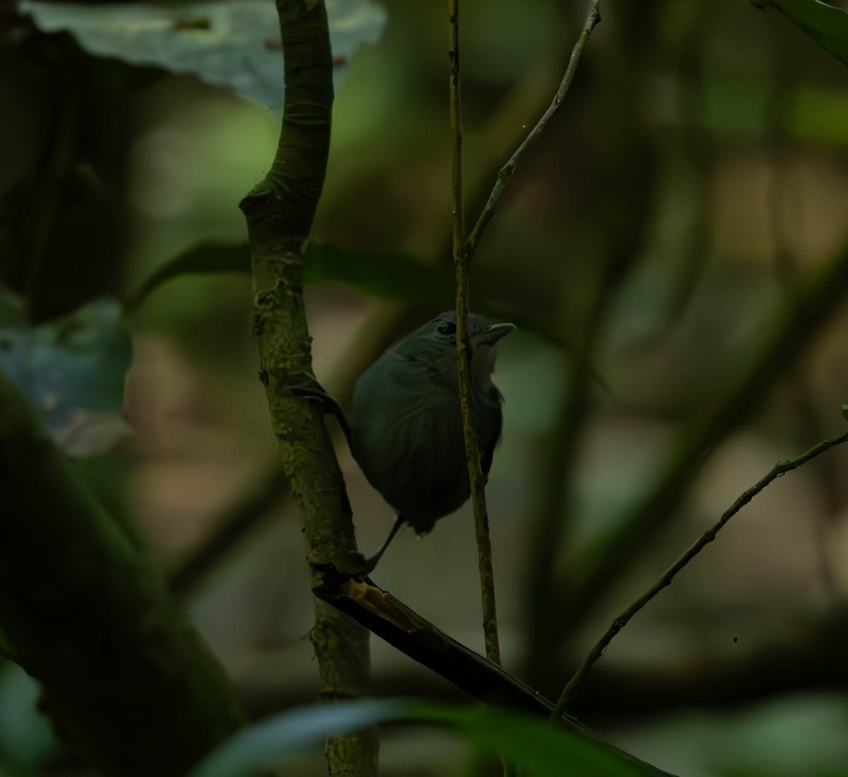 Gray Antwren - ML637587033