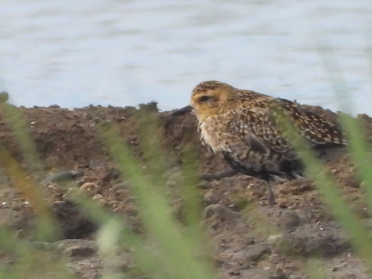 Pacific Golden-Plover - ML637587040