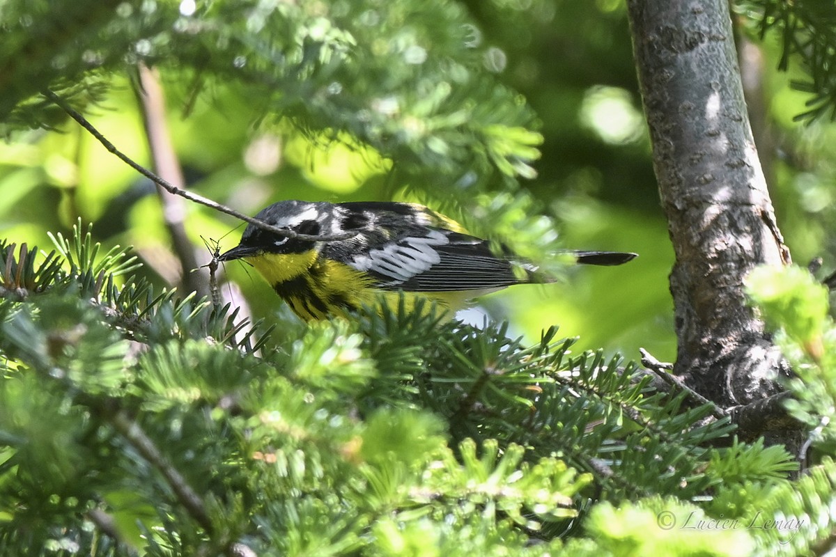 Magnolia Warbler - ML637587042