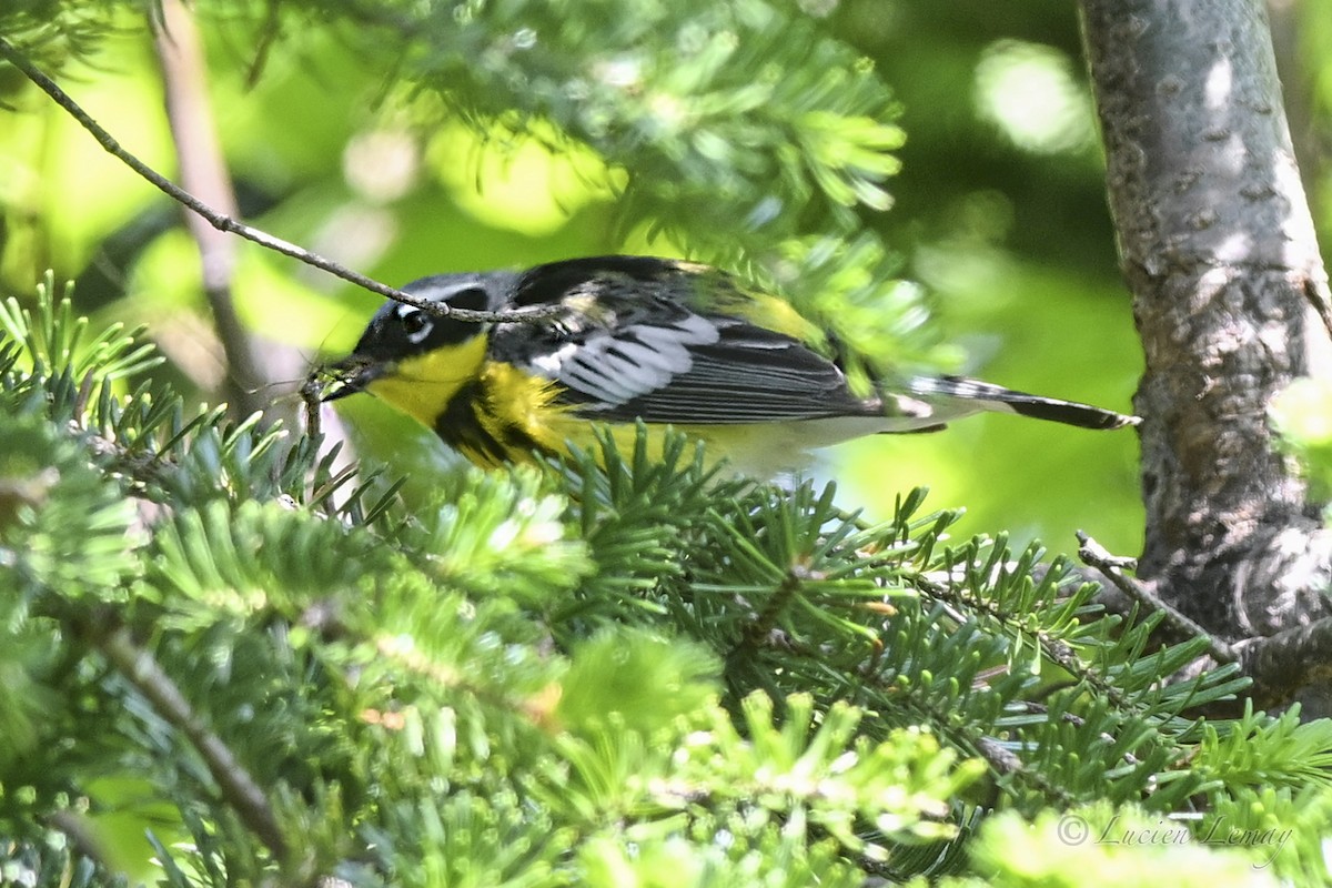 Magnolia Warbler - ML637587052