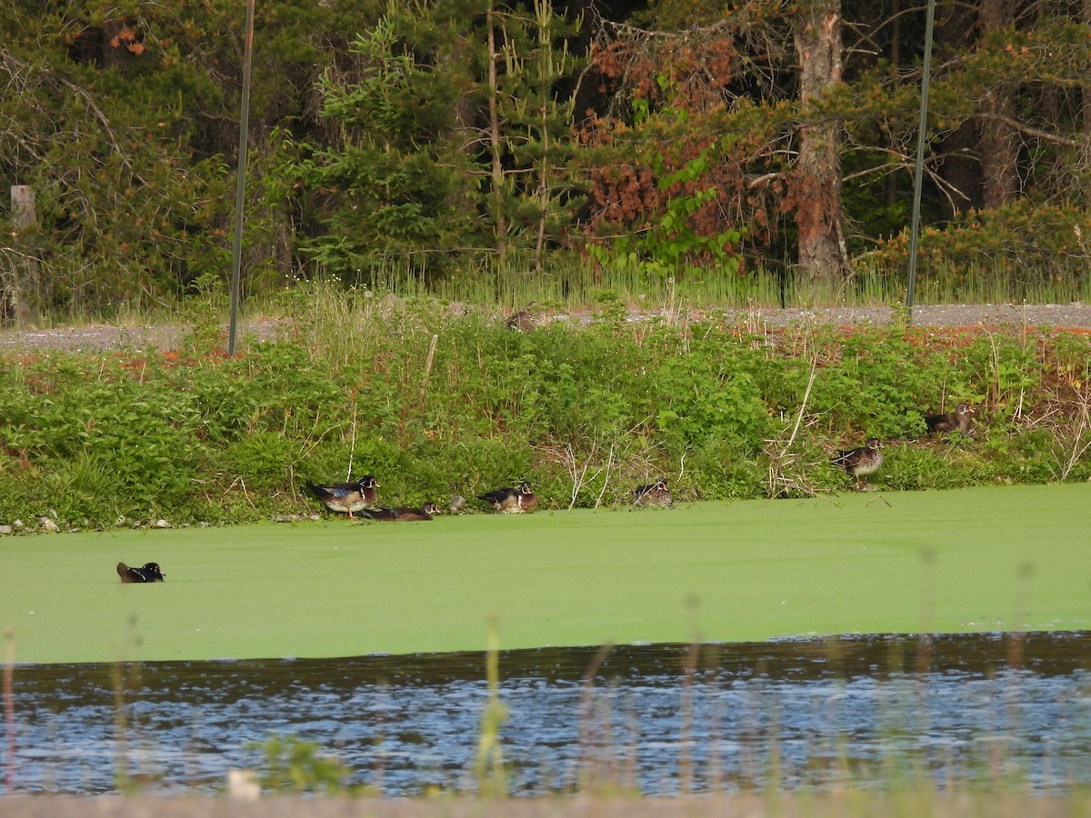 Wood Duck - ML637587061