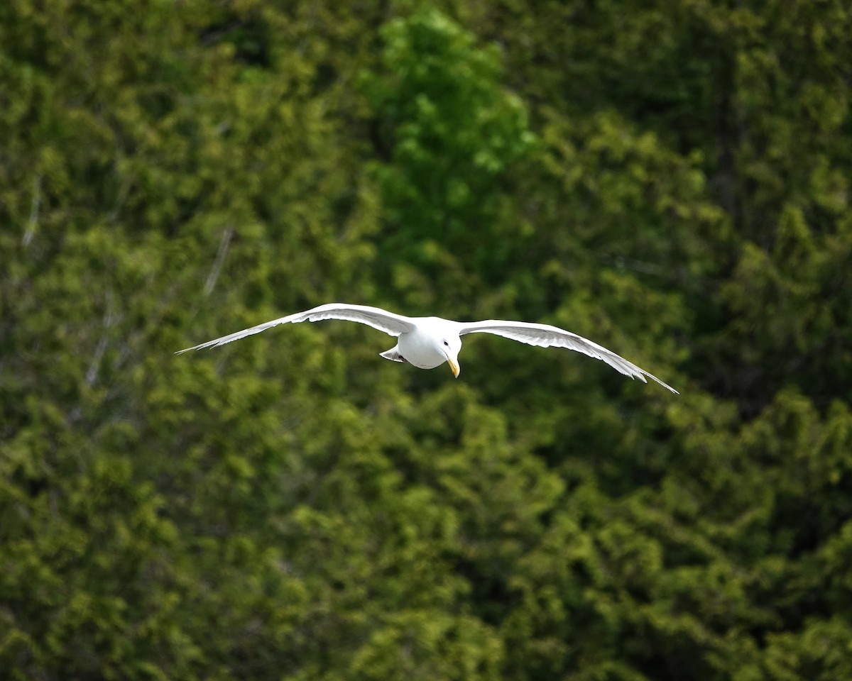 Glaucous-winged Gull - ML637587069