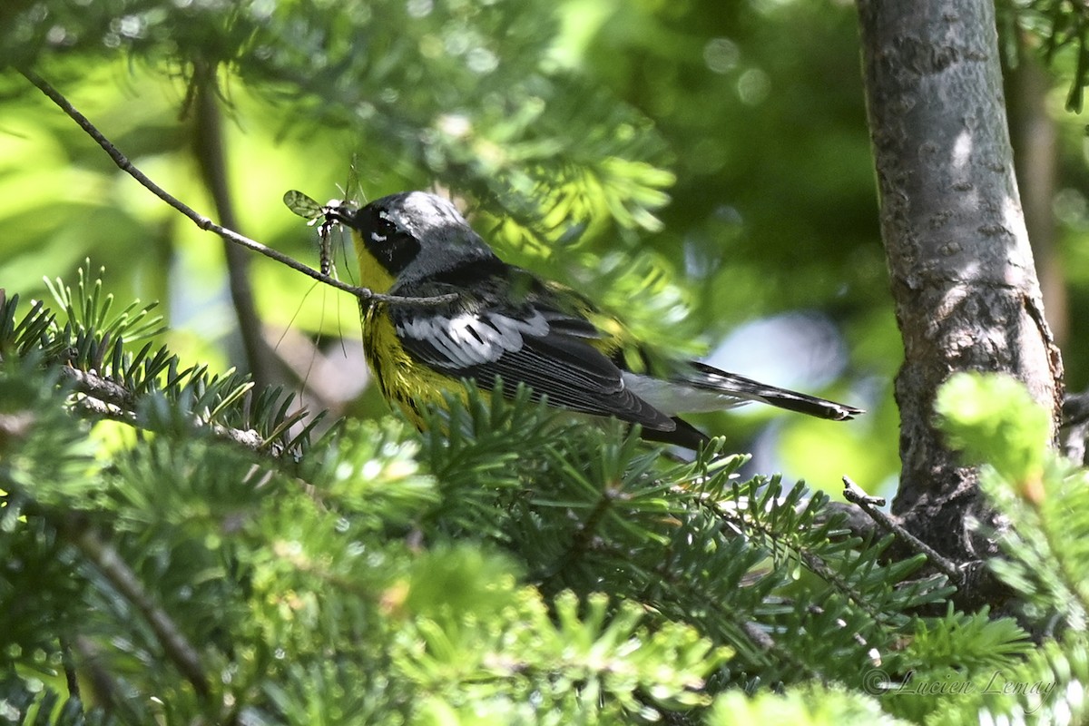 Magnolia Warbler - ML637587070