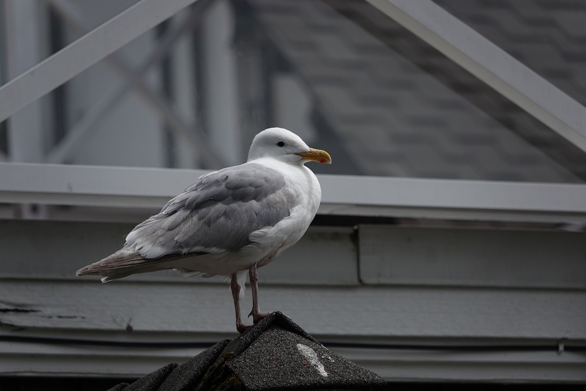 Glaucous-winged Gull - ML637587077