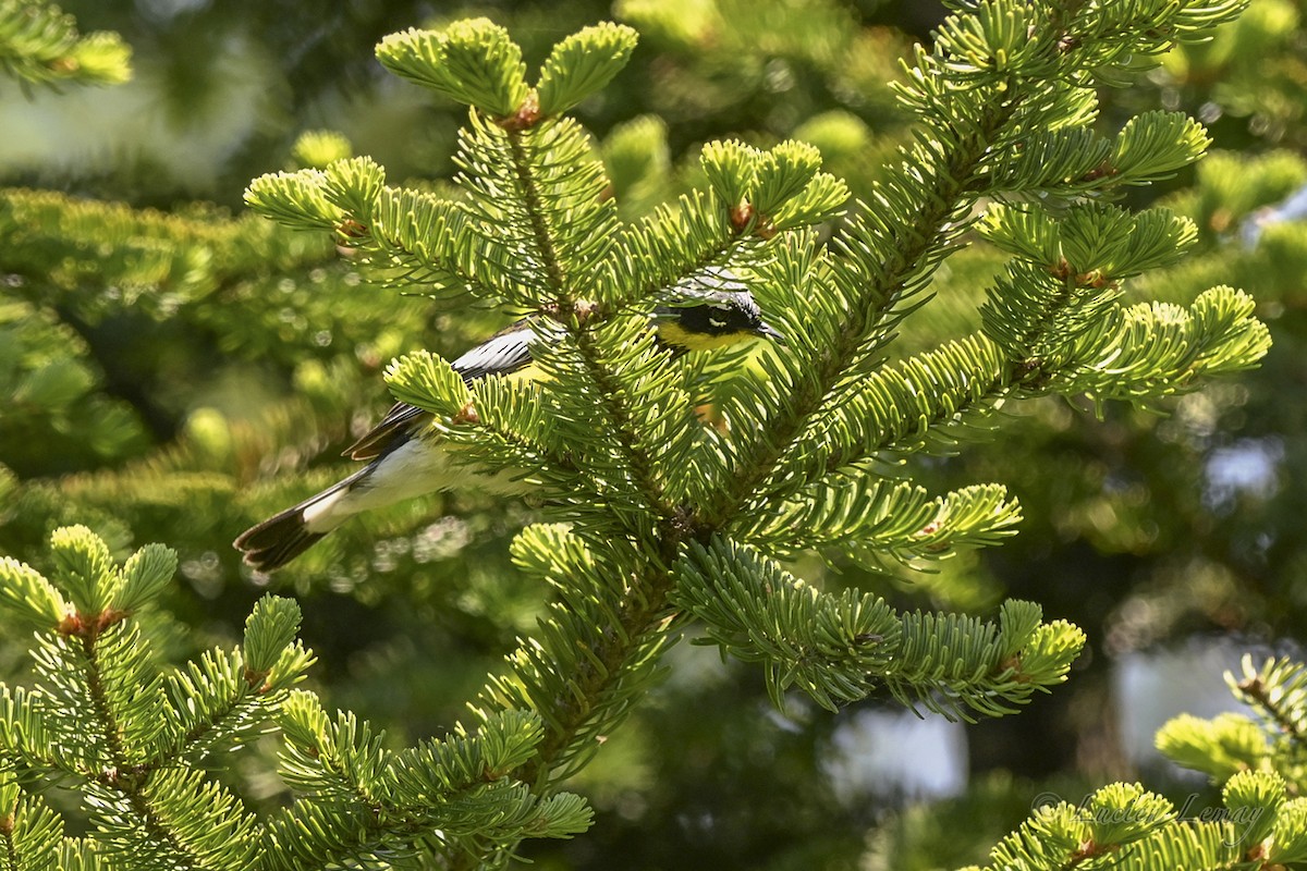 Magnolia Warbler - ML637587078