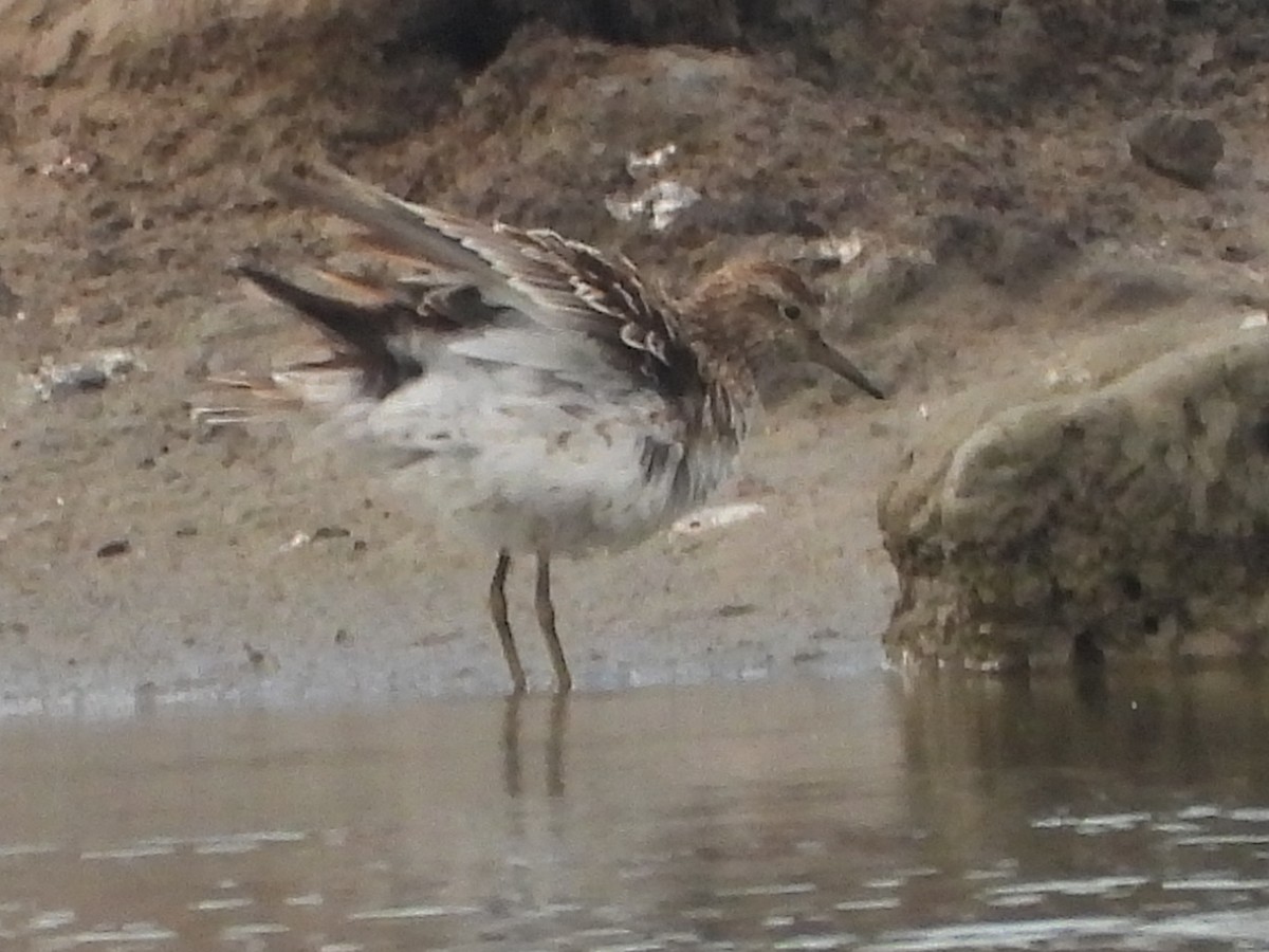Sharp-tailed Sandpiper - ML637587092