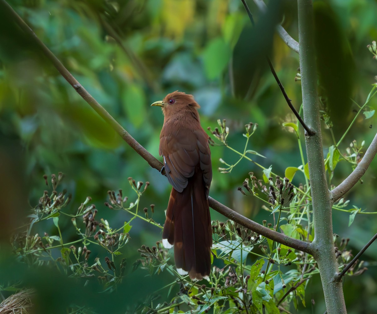 Little Cuckoo - ML637587094