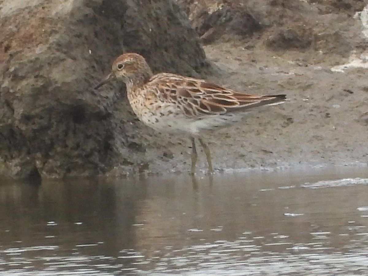 Sharp-tailed Sandpiper - ML637587095