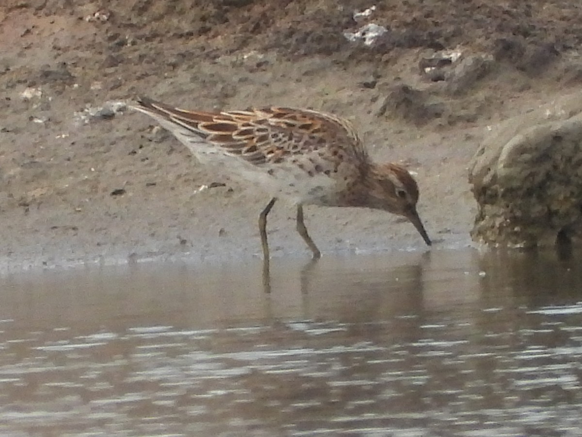 Sharp-tailed Sandpiper - ML637587096