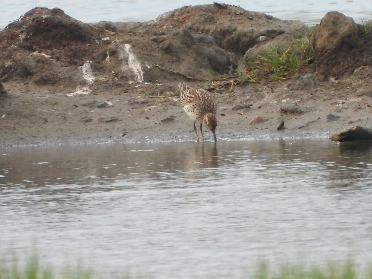 Sharp-tailed Sandpiper - ML637587098
