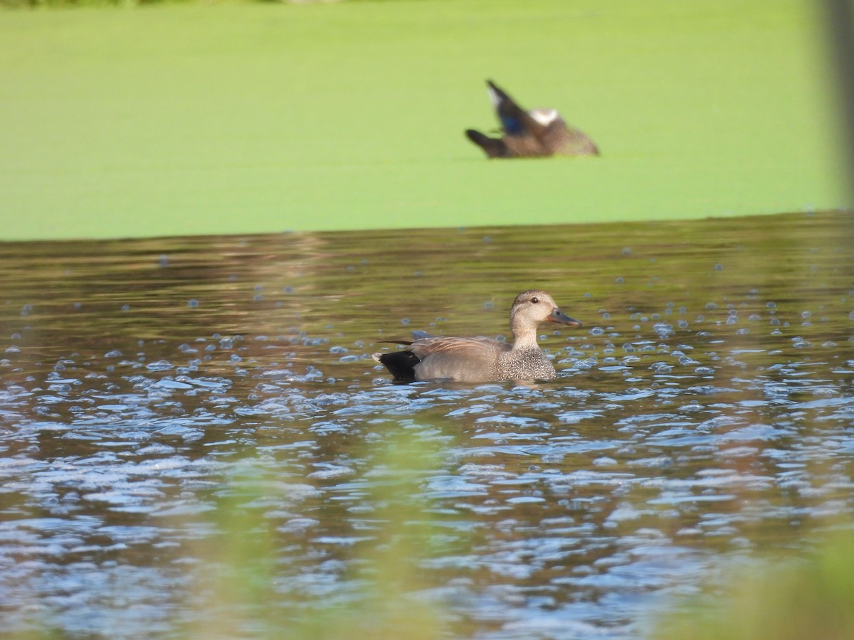 Gadwall - ML637587099