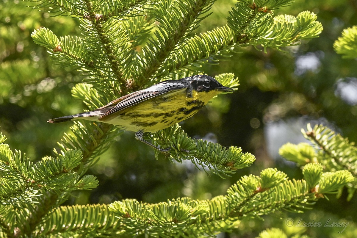 Magnolia Warbler - ML637587117