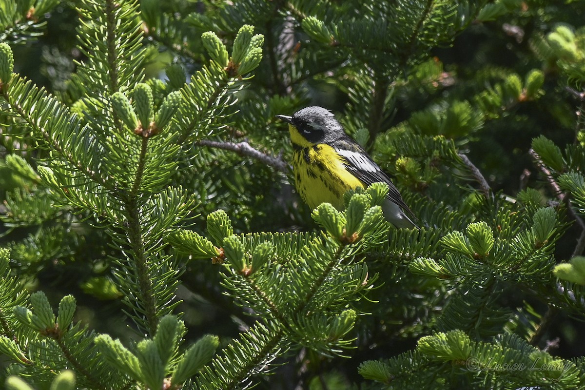 Magnolia Warbler - ML637587162