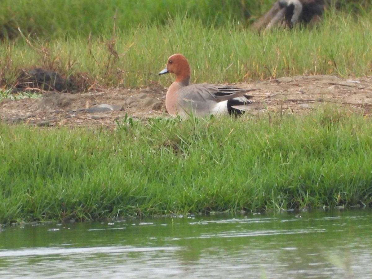 Eurasian Wigeon - ML637587169