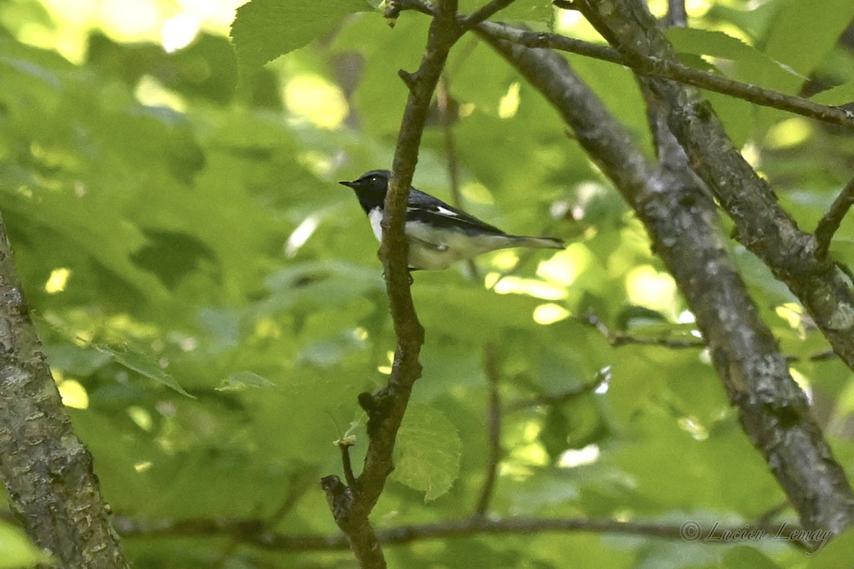 Black-throated Blue Warbler - ML637587174