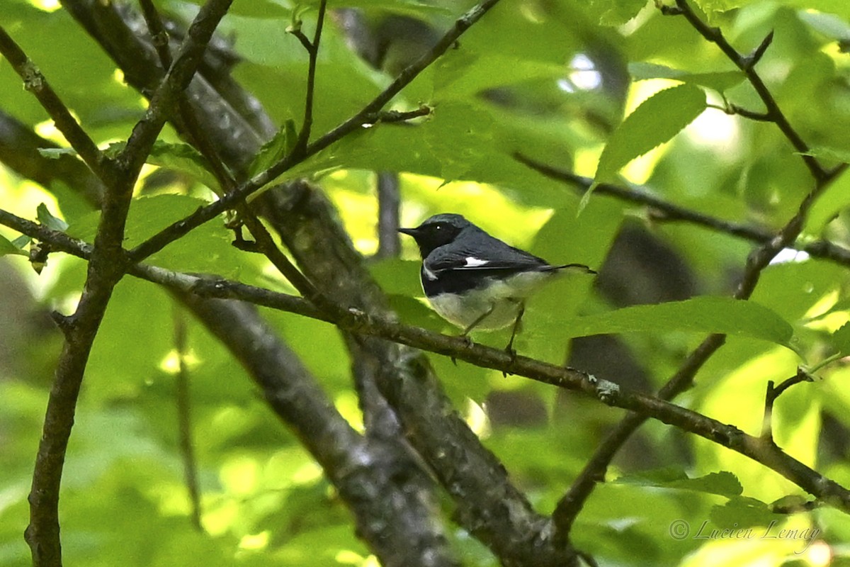 Black-throated Blue Warbler - ML637587183