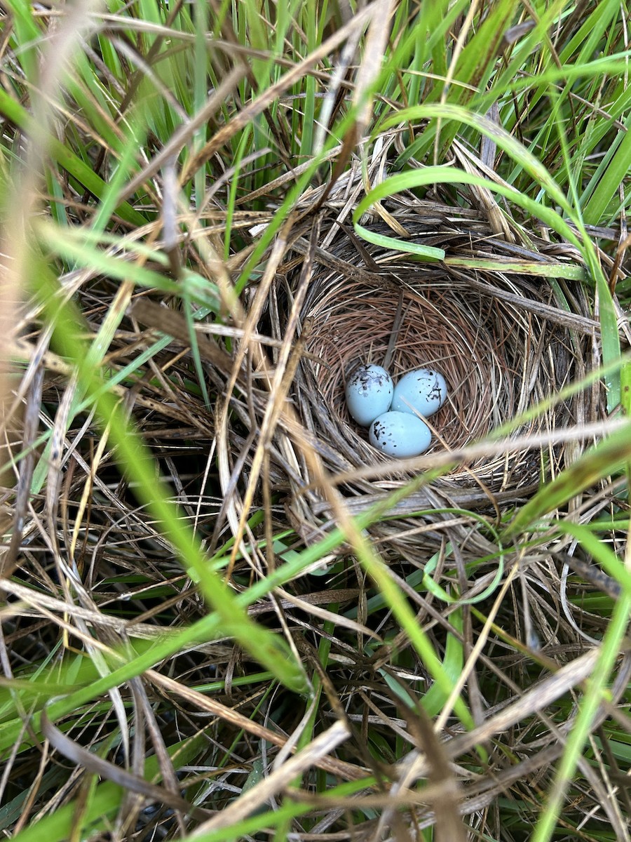 Red-winged Blackbird - ML637587189