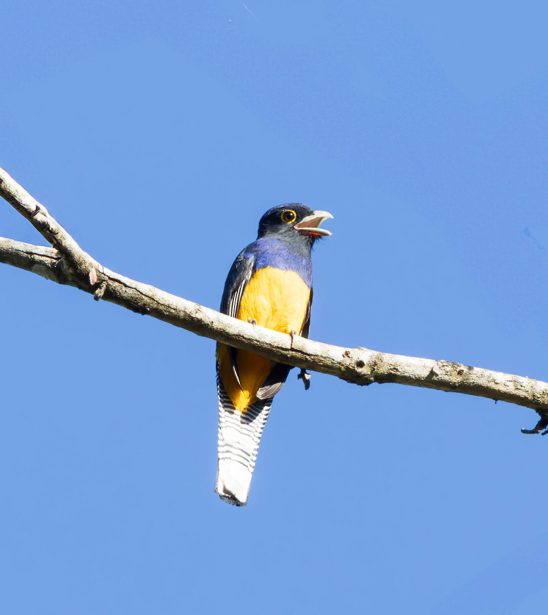 Amazonian Trogon - ML637587190