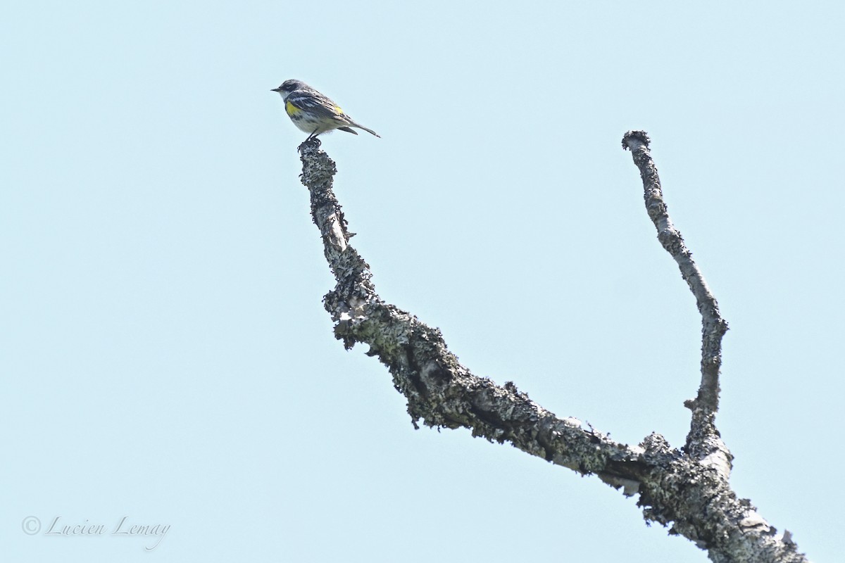 Yellow-rumped Warbler - ML637587191