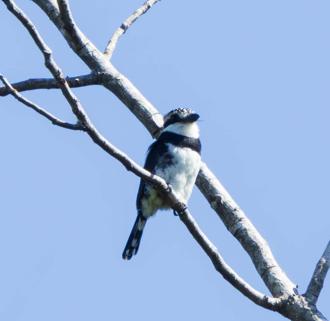 Pied Puffbird - ML637587200