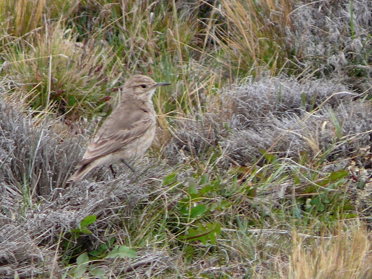 Common Miner - ML637587203