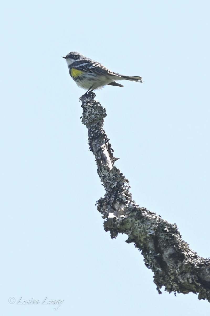 Yellow-rumped Warbler - ML637587206