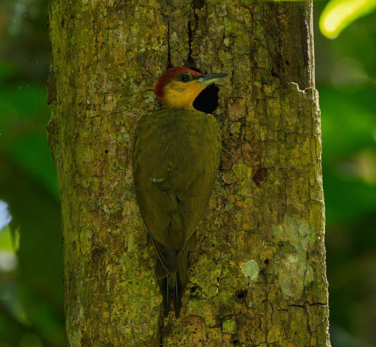 Yellow-throated Woodpecker - ML637587215